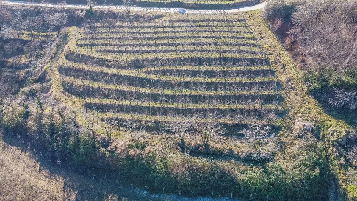 Grundstück Zu verkaufen - ISTARSKA Motovun