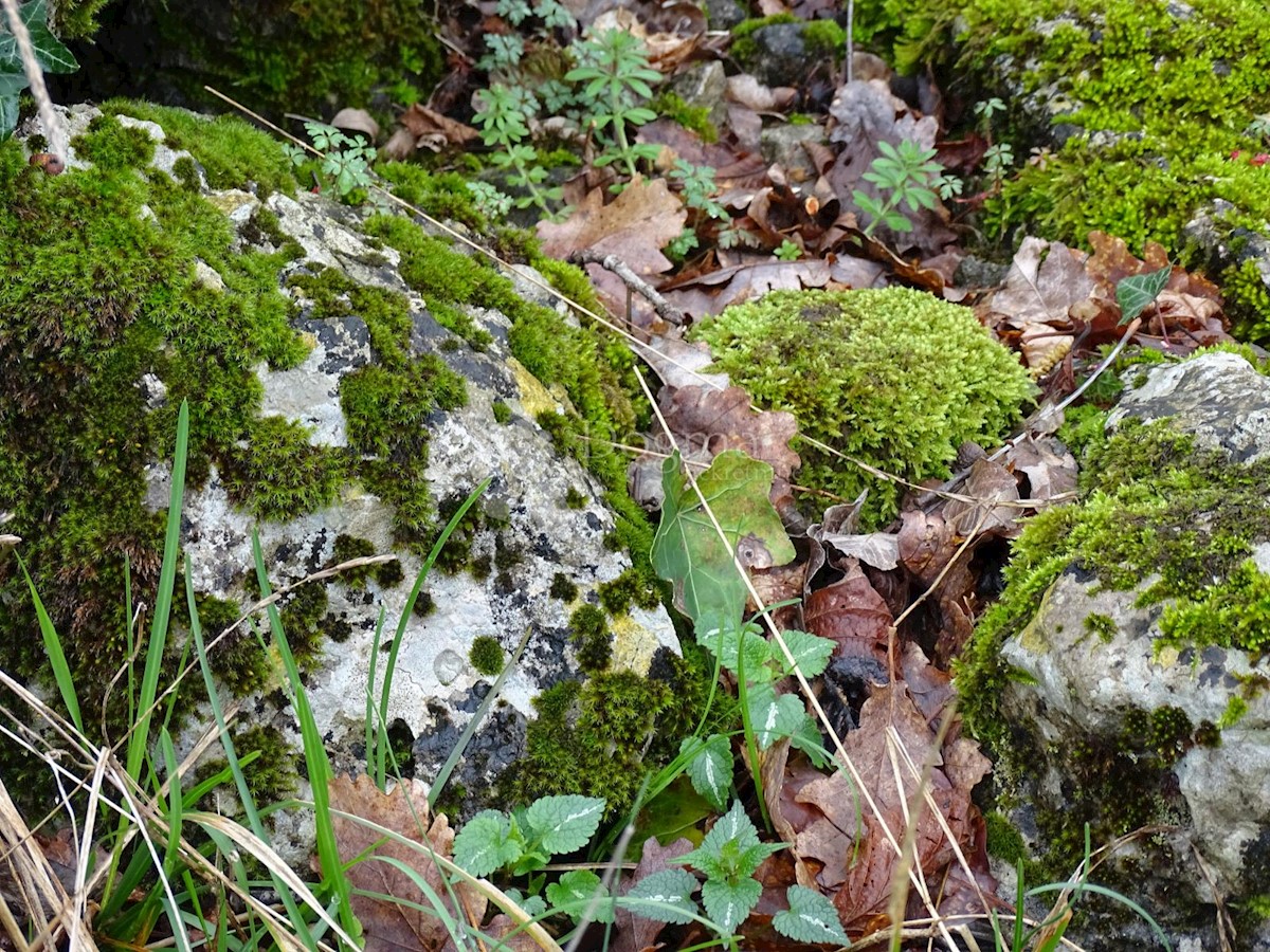 Grundstück Zu verkaufen - PRIMORSKO-GORANSKA RIJEKA