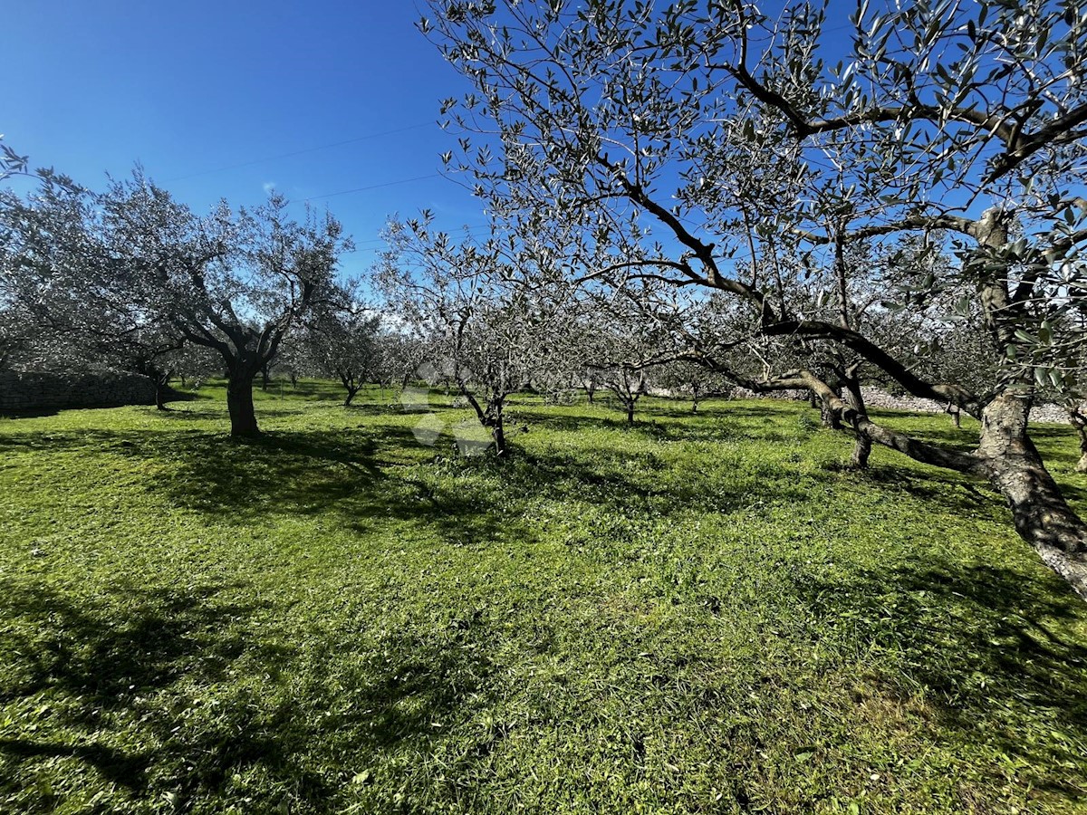 Pozemok Na predaj - ISTARSKA FAŽANA