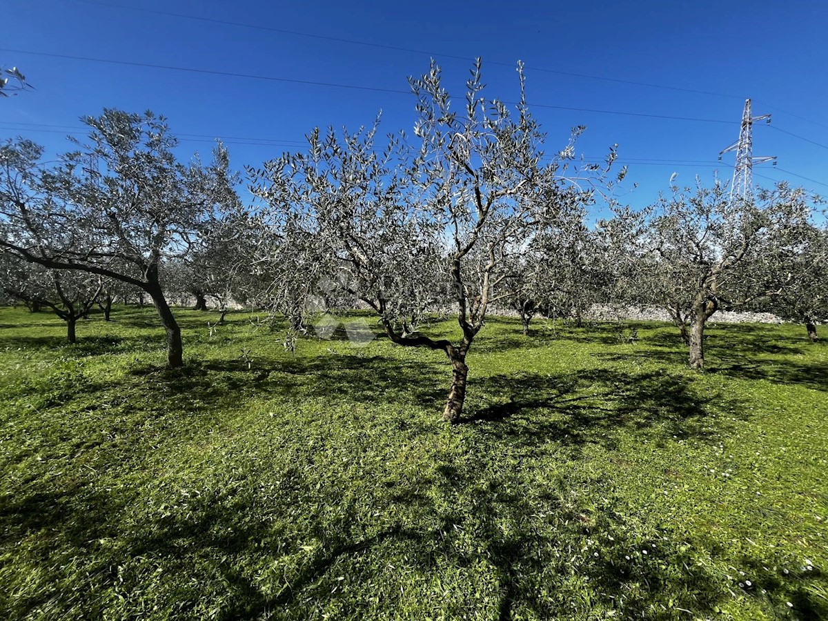 Pozemok Na predaj - ISTARSKA FAŽANA