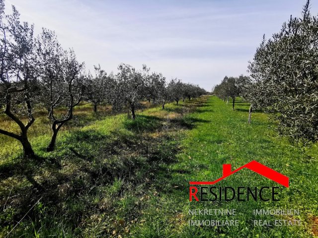 Zemljište na prodaju 2368 m² – Vodnjan
