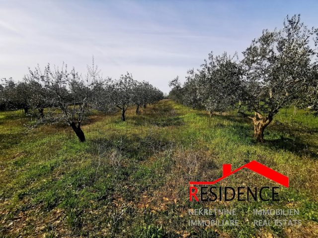 Terreno In vendita - Istarska Vodnjan - foto 3/6