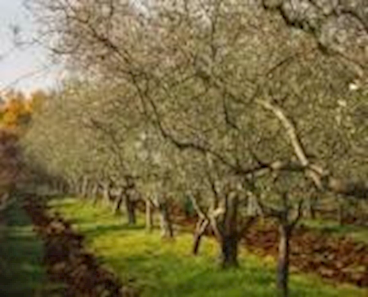 Terreno In vendita - ISTARSKA POREČ