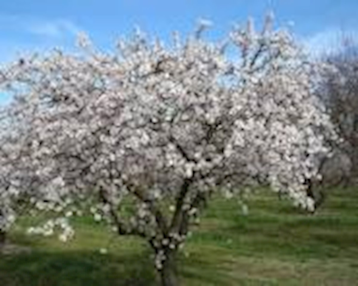 Terreno In vendita - ISTARSKA POREČ