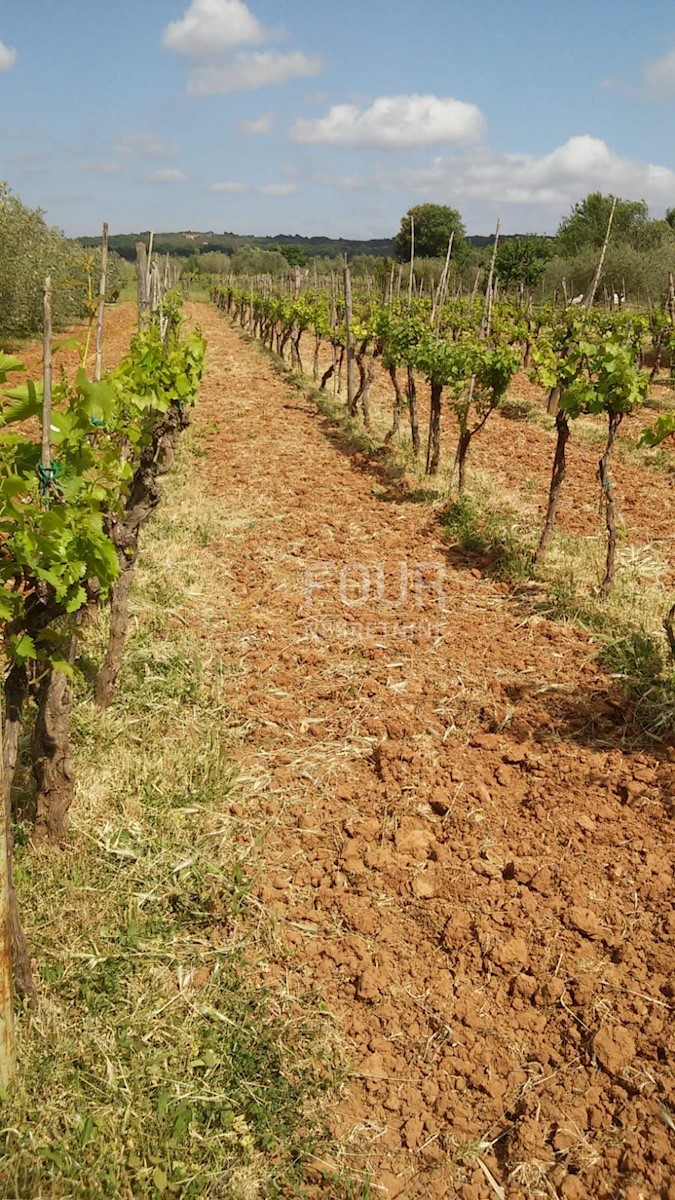 Terrain À vendre - Istarska Rovinj - foto 2/3