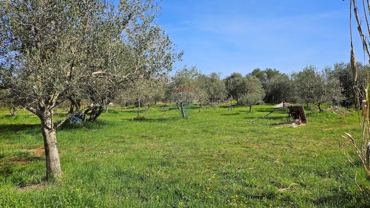 Grundstück Zu verkaufen - Istarska Umag - foto 2/6