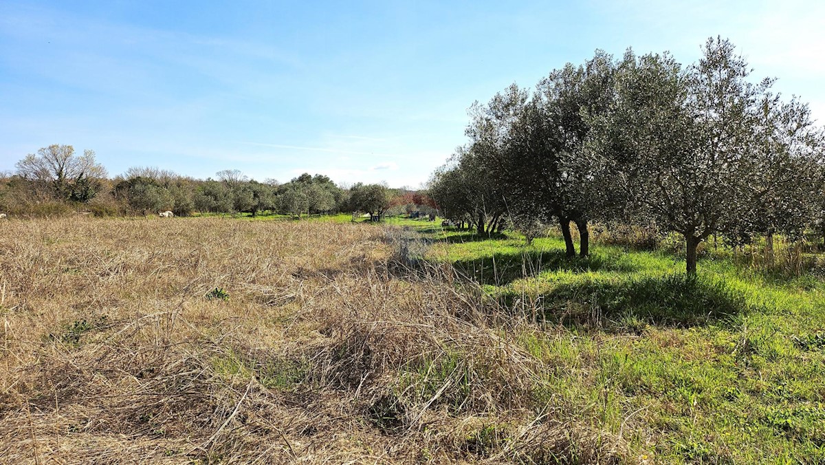 Zemljište Na prodaju - ISTARSKA Umag