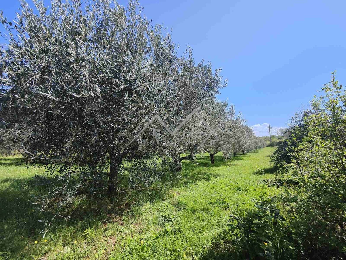 Zemljište Na prodaju - ISTARSKA NOVIGRAD