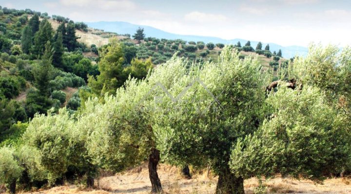 Land For sale - Istarska Motovun - foto 5/12