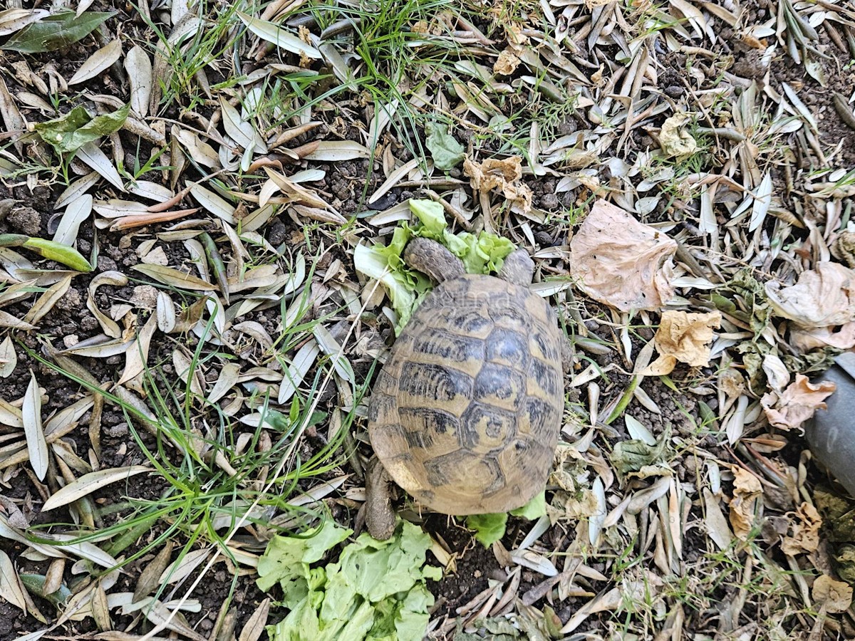 Hiša Na predaj - ZADARSKA PAKOŠTANE