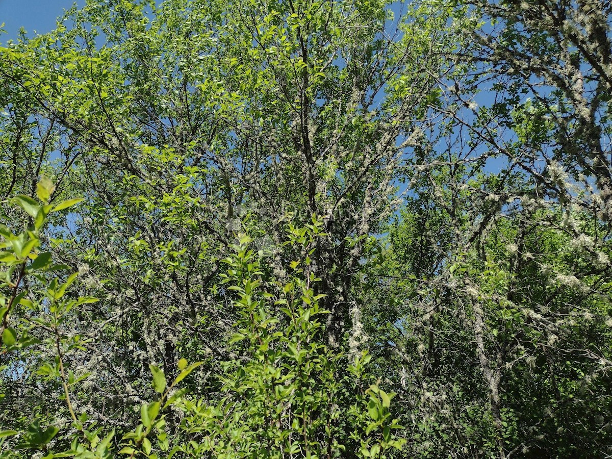 Zemljište Na prodaju - SISAČKO-MOSLAVAČKA GVOZD