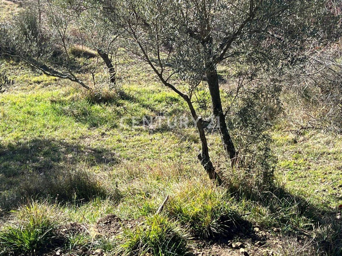 Terreno In vendita - ISTARSKA GROŽNJAN