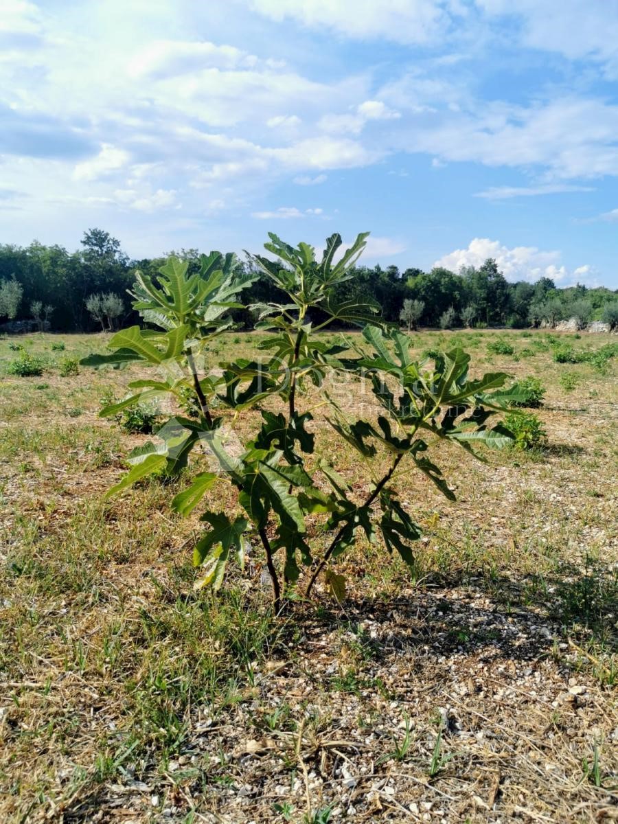 Pozemok Na predaj - ISTARSKA MARČANA