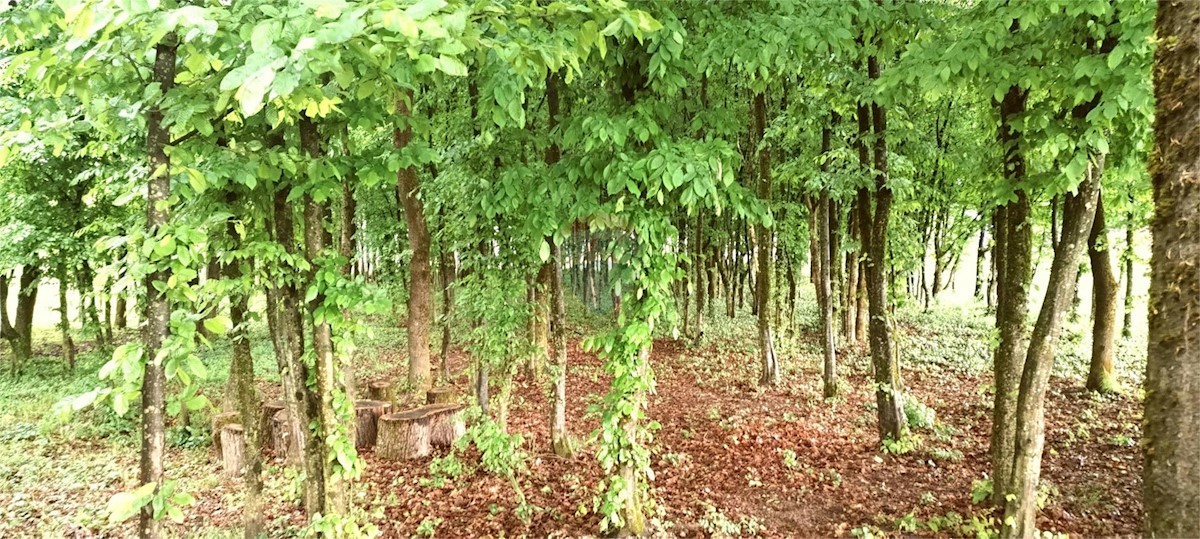 Pozemek Na prodej - ZAGREBAČKA STUPNIK