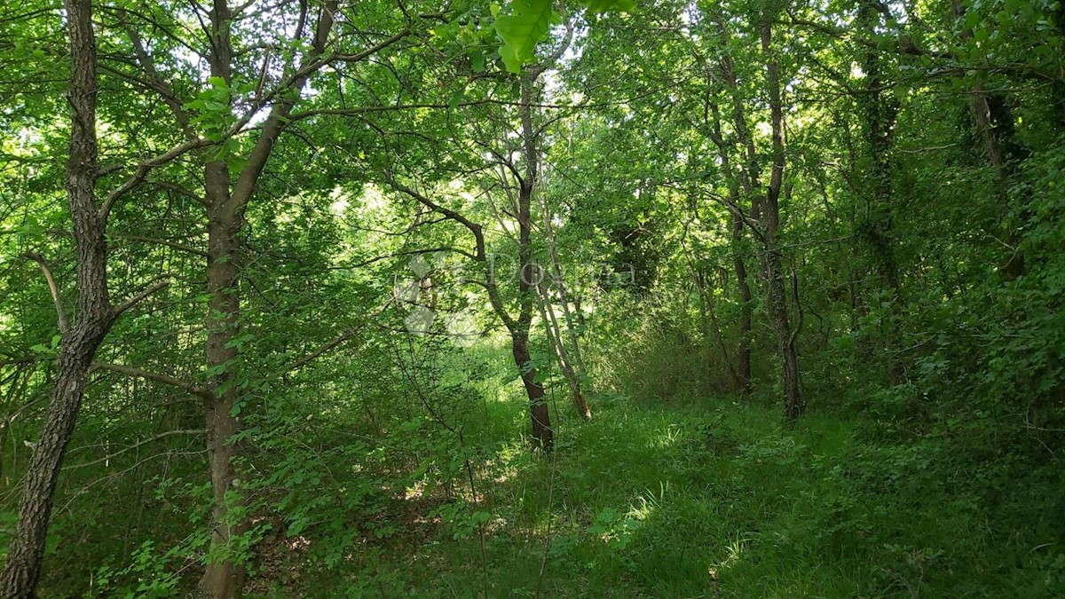 Parcela Naprodaj - ISTARSKA Sveta Nedelja