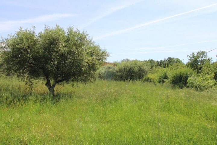 Terreno In vendita - Istarska Tar-vabriga - foto 2/3