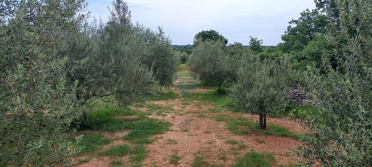 Terreno In vendita - ISTARSKA VODNJAN