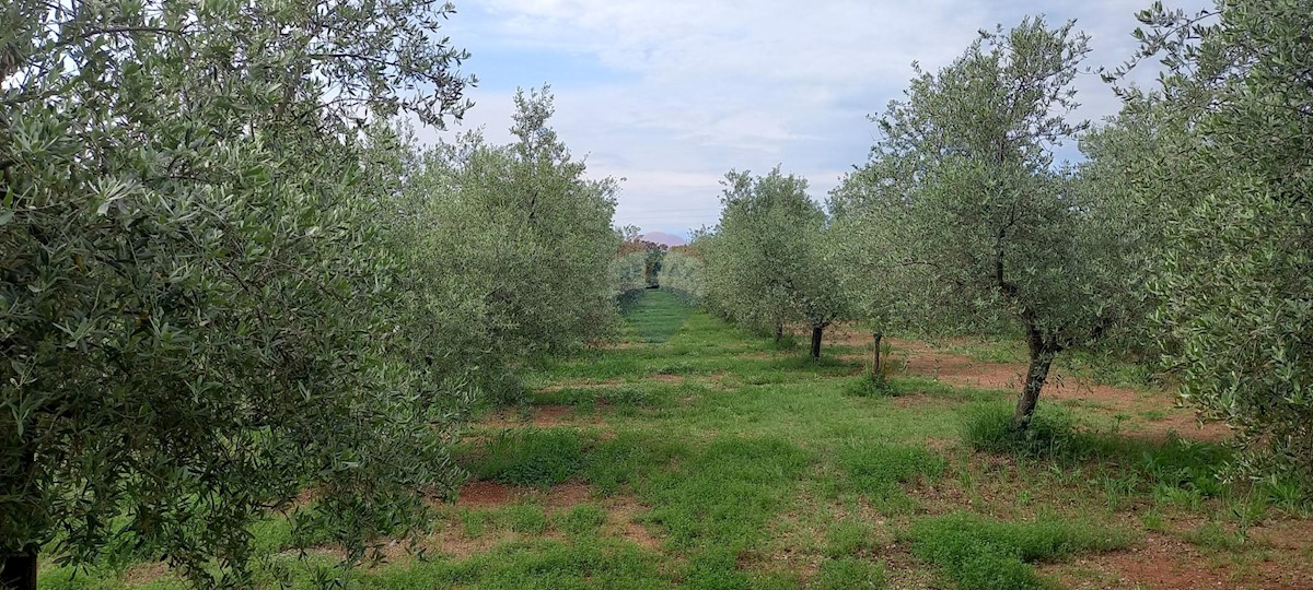 Terreno In vendita - Istarska Vodnjan - foto 3/24