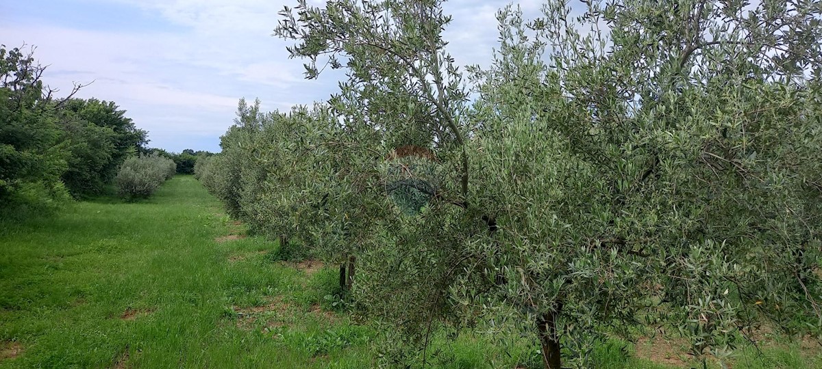 Terreno In vendita - Istarska Vodnjan - foto 4/24