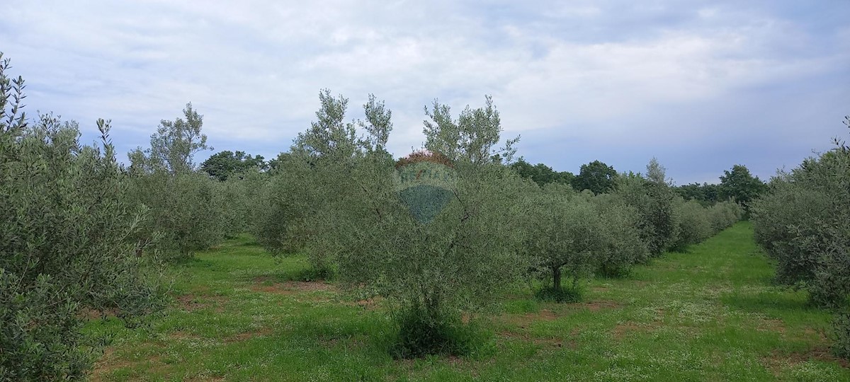 Terreno In vendita - Istarska Vodnjan - foto 5/24