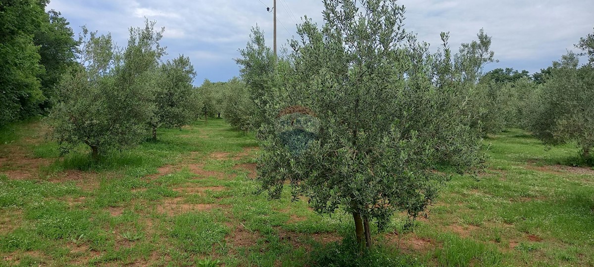 Terreno In vendita - ISTARSKA VODNJAN