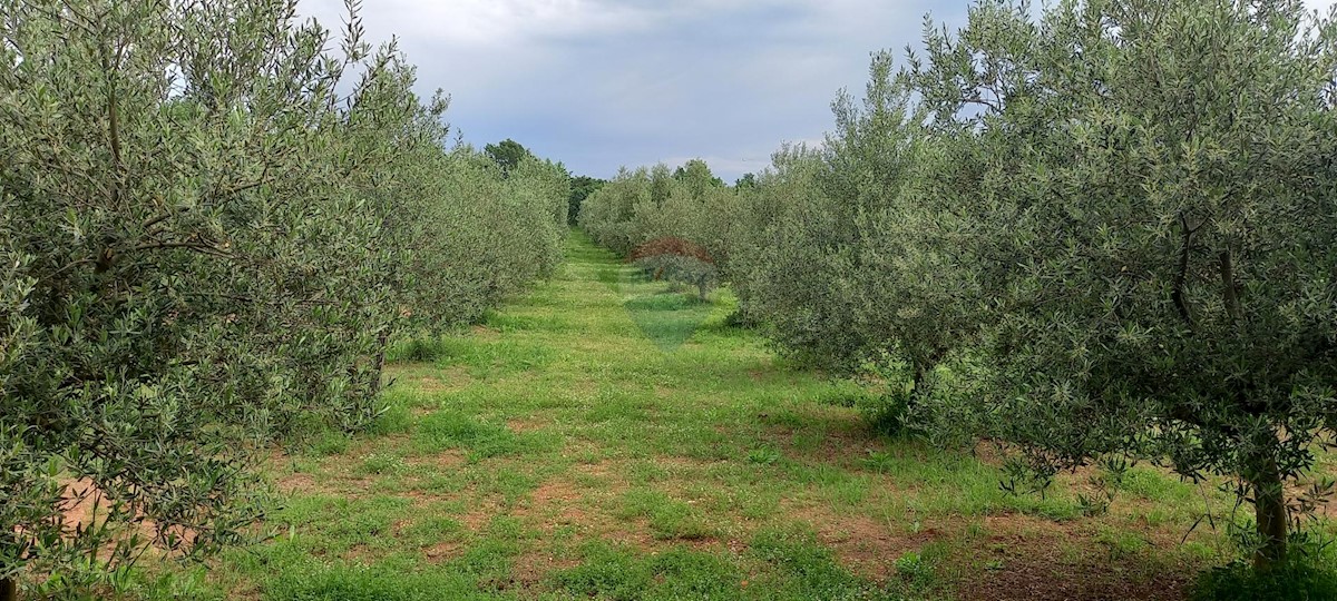 Terreno In vendita - ISTARSKA VODNJAN