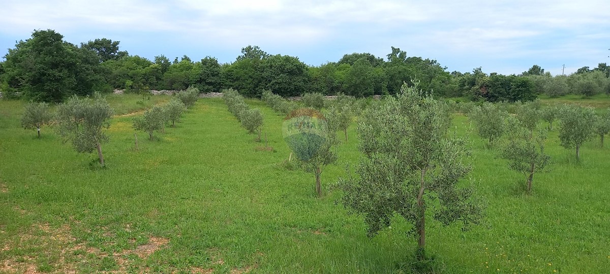 Terreno In vendita - ISTARSKA VODNJAN
