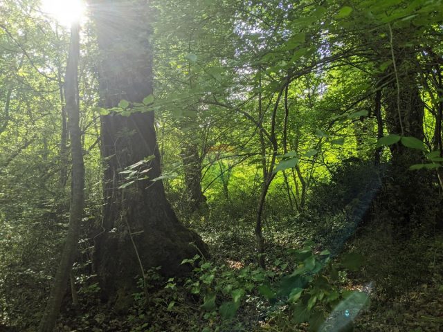Pozemek Na prodej - Istarska Bale - foto 3/3