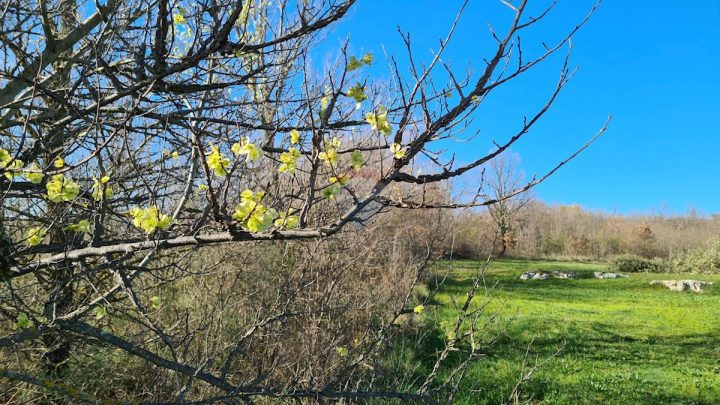 Zemljište Na prodaju - Istarska Sveti Lovreč - foto 3/12