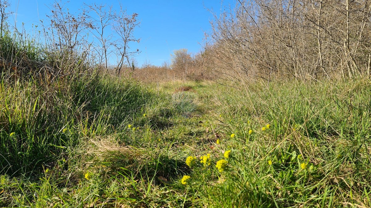 Land For sale - ISTARSKA SVETI LOVREČ