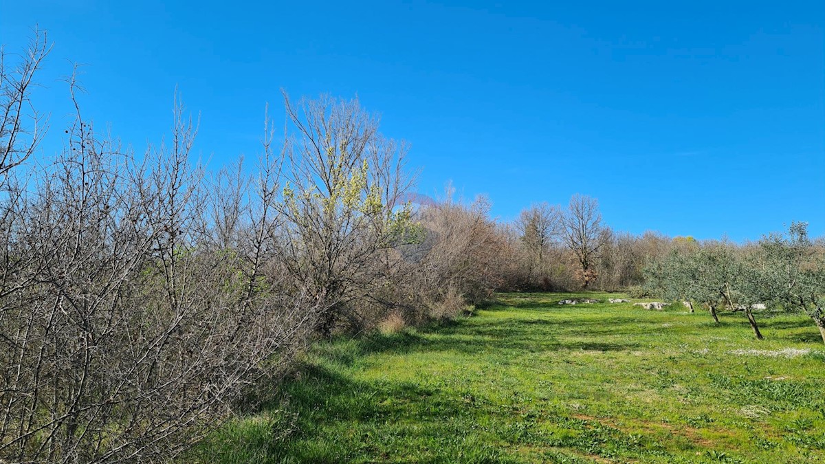 Land For sale - ISTARSKA SVETI LOVREČ