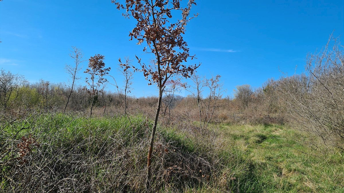 Land For sale - ISTARSKA SVETI LOVREČ