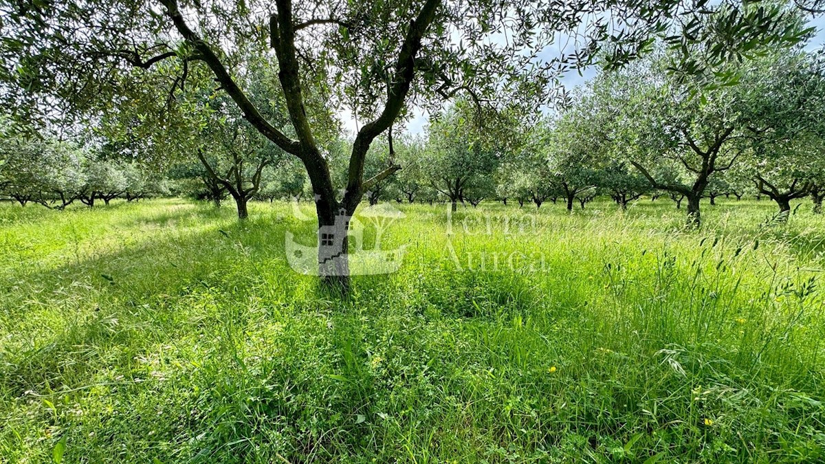 Parcela Naprodaj - Primorsko-goranska Krk