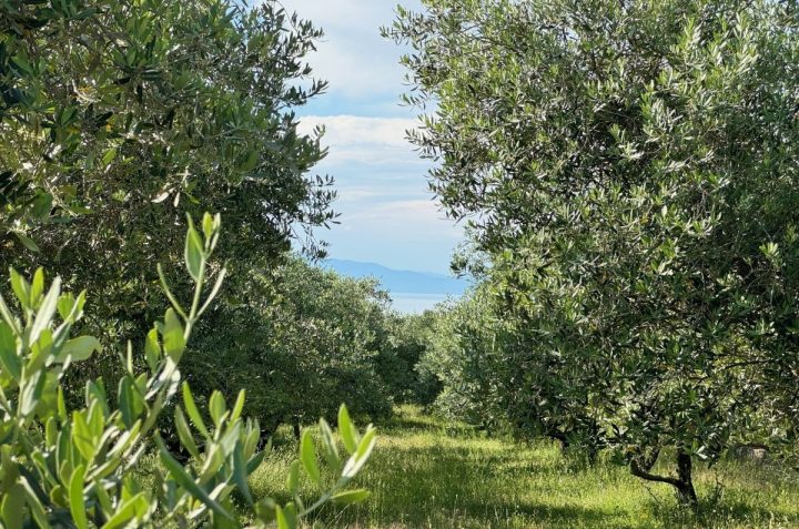 Terrain à vendre 24399 m² – Krk
