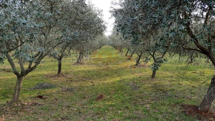 Parcela Naprodaj - Istarska Kaštelir - foto 5/6