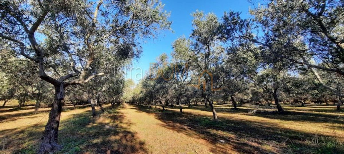 Parcela Naprodaj - ISTARSKA Kaštelir