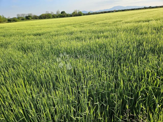 Grundstück Zu verkaufen - Varaždinska Varaždin - foto 5/6