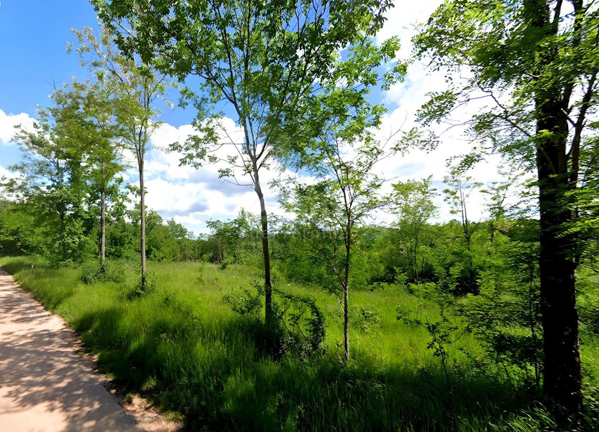 Land For sale - ISTARSKA GROŽNJAN