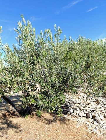 Land For sale - Splitsko-dalmatinska Brač - foto 5/7