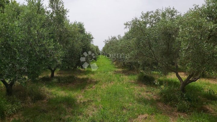 Parcela Naprodaj - Istarska Kanfanar - foto 2/7