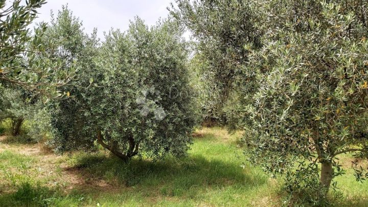 Parcela Naprodaj - Istarska Kanfanar - foto 3/7