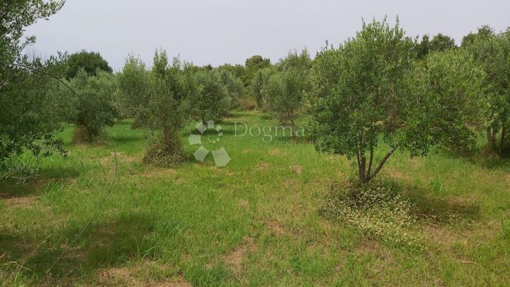 Parcela Naprodaj - Istarska Kanfanar - foto 5/7