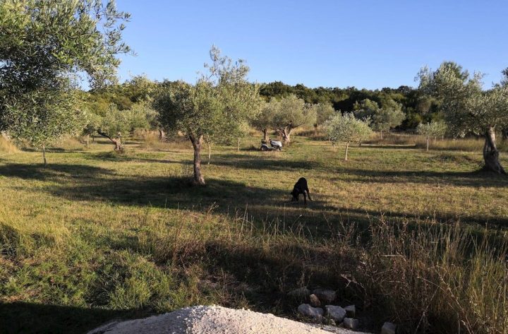 Terrain à vendre 8000 m² – Rovinj