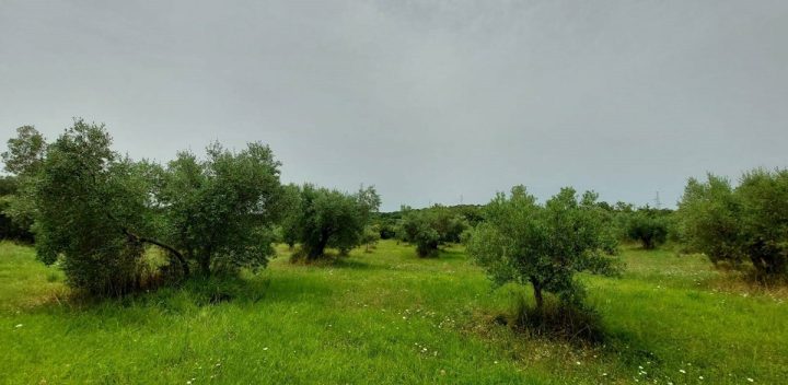 Pozemek Na prodej - Istarska Rovinj - foto 2/4