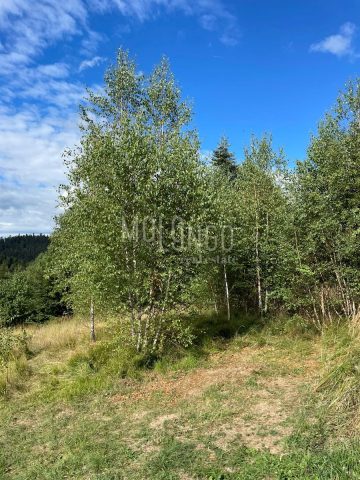 Terrain À vendre - Primorsko-goranska Lokve - foto 3/4