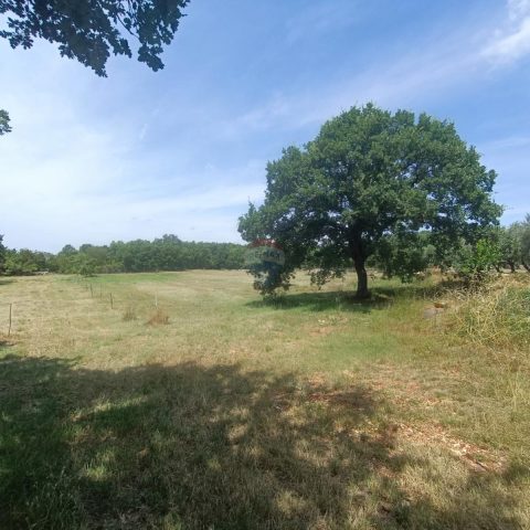 Grundstück zu verkaufen 6850 m² – Sveti Lovreč Pazenatički