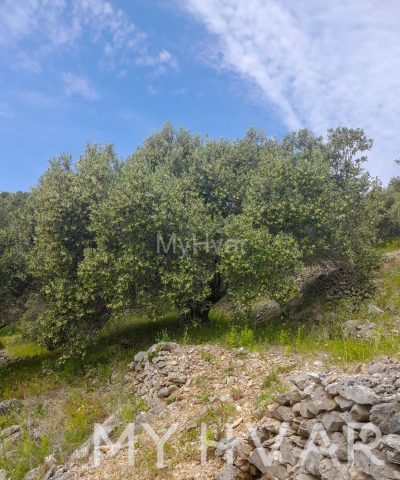 Land for sale 85567 m² – Blato