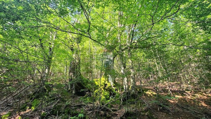 Land for sale 24721 m² – Mrkopalj