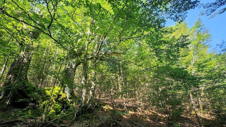 Parcela Naprodaj - Primorsko-goranska Mrkopalj - foto 4/5
