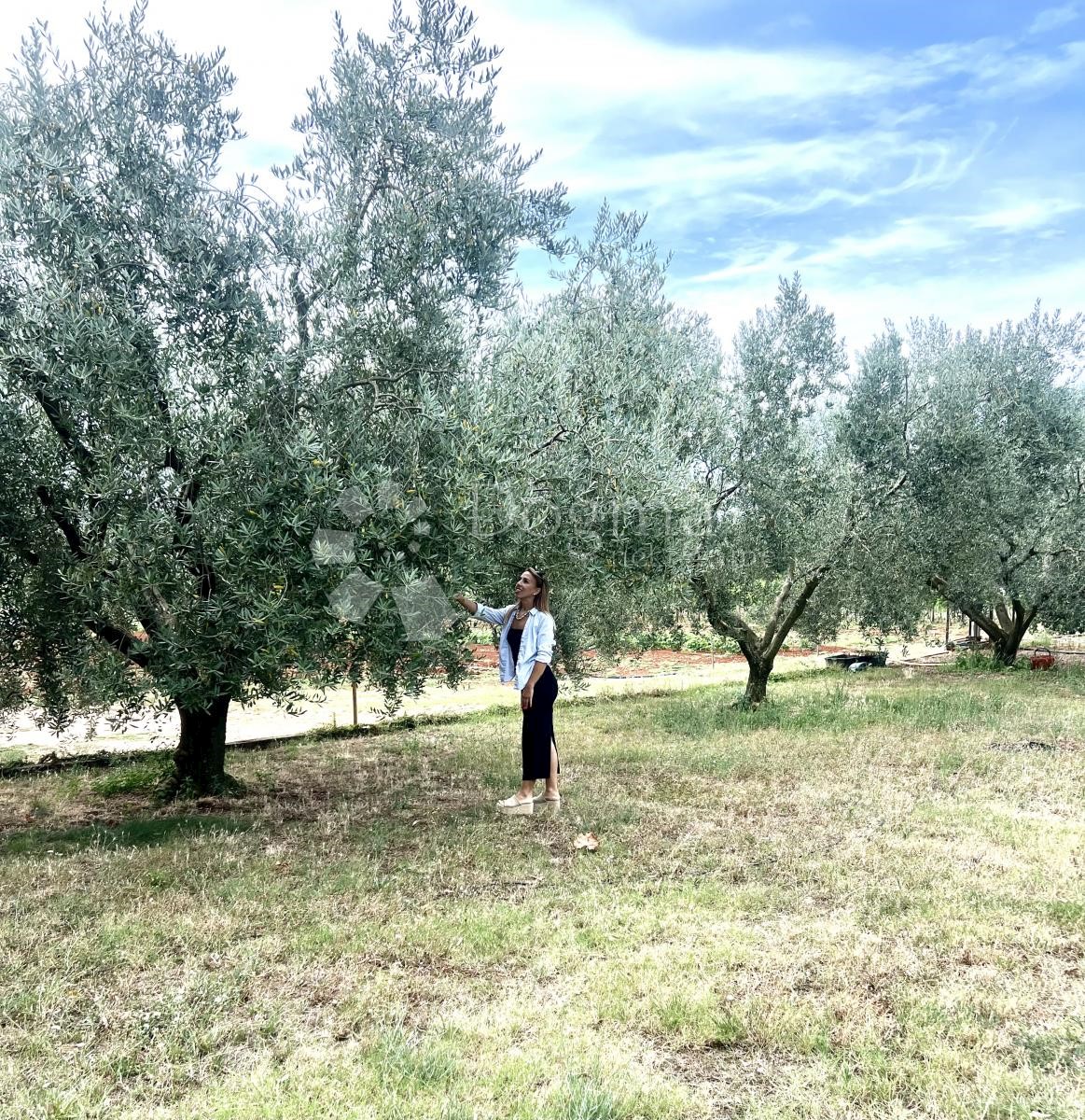 Hiša Na predaj - ISTARSKA UMAG